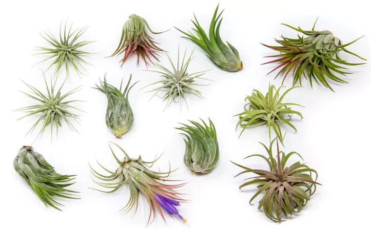 12 Pack Assorted Ionantha Air Plants on a white background
