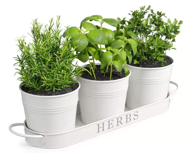 Three potted herbs (rosemary, basil, and parsley) in a white tray labeled “HERBS”.