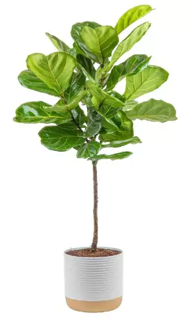 Costa Farms Fiddle Leaf Fig Tree on a white background