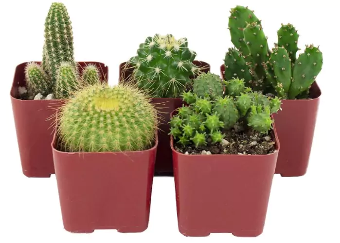 Shop Succulents Five Pack Cacti Plants on a white background